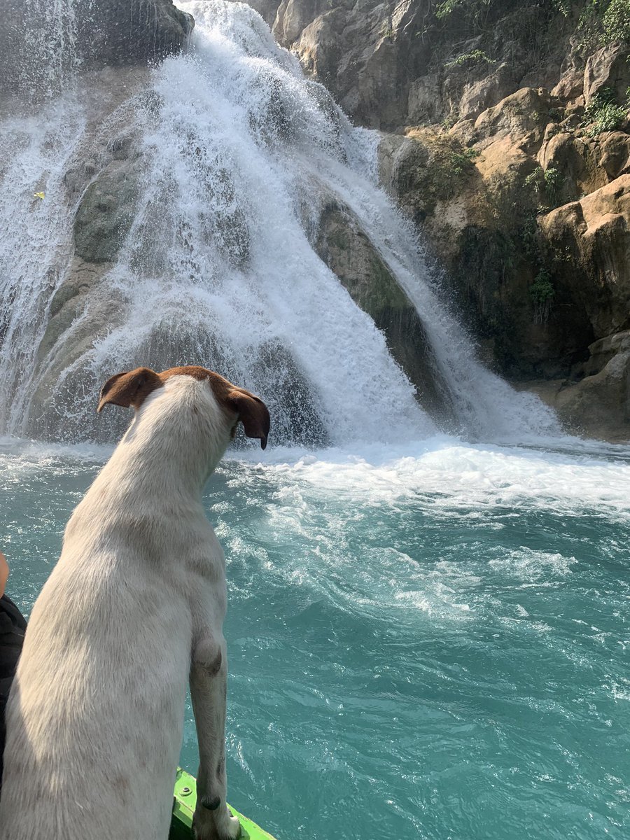 fuimos a las cascadas del Meco en el Naranjo y hay un perrito comunitario que se sube a las lanchas a pasear con las personas, su carita al sentir la brisa fue bien hermosa, le encanta 🥺✨