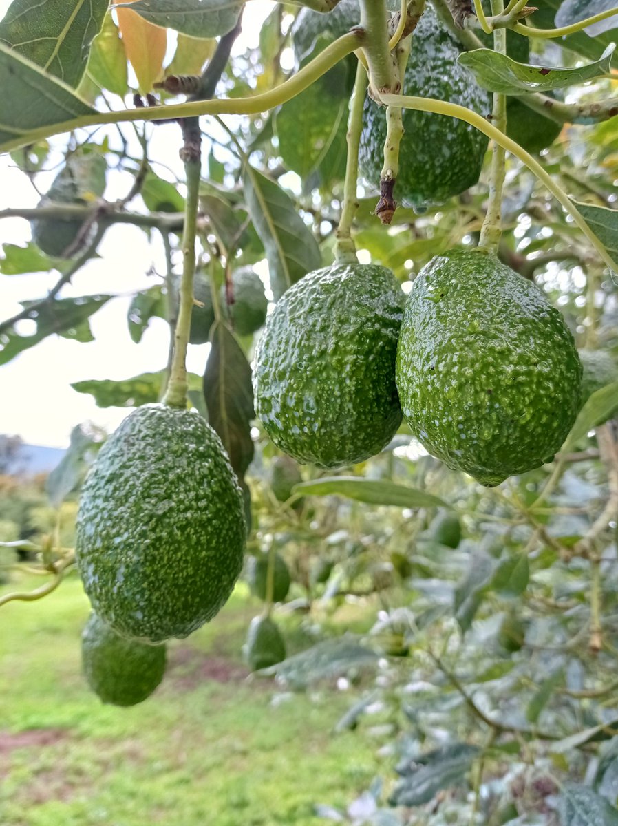 Fuí productor de aguacate por más de 30 años, MORENA y el gobierno de AMLO se están encargado de destruir el campo, cancelando apoyos y programas que perjudican a la industria agroalimentaria.

Por está razón,voto masivo en contra AMLO y MORENA los destructores de México.