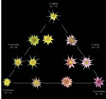 Polyploidy in Tragopogon (“A tale of two Tragopogons”).  With the great help of Betterme productions in Gainesville, FL we have produced a short film for general audiences on polyploidy. We hope you enjoy the film and find it useful. Here is the link: f.io/SGYUd0xo