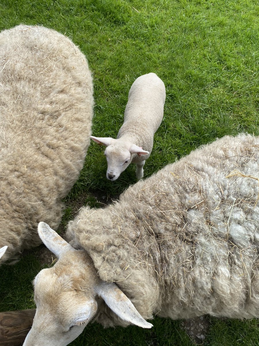 sometimes my job is incredibly stressful and other times i get to spend the morning with some very cute animals. it’s all about balance 💕