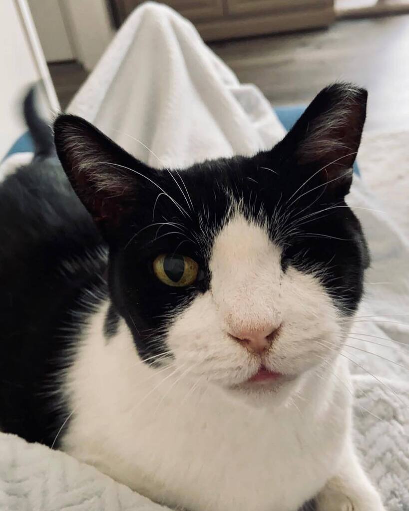 13thStCats's tweet photo. https://t.co/A3htyeUKoH https://t.co/vMM5O0SrNz