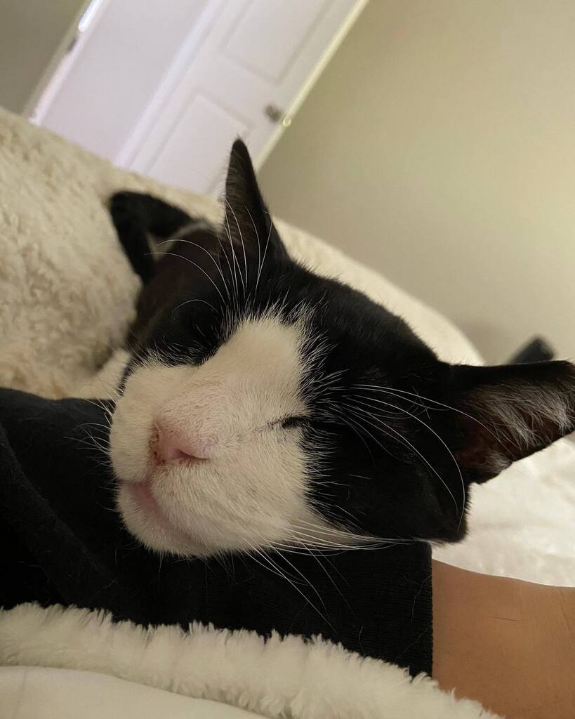 13thStCats's tweet photo. https://t.co/NRrwHzvWmW https://t.co/8idyoM6HEg