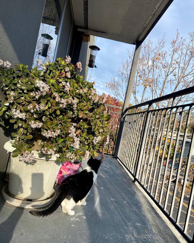 13thStCats's tweet photo. https://t.co/daP6duRNJ9 https://t.co/7wIyA8n13y