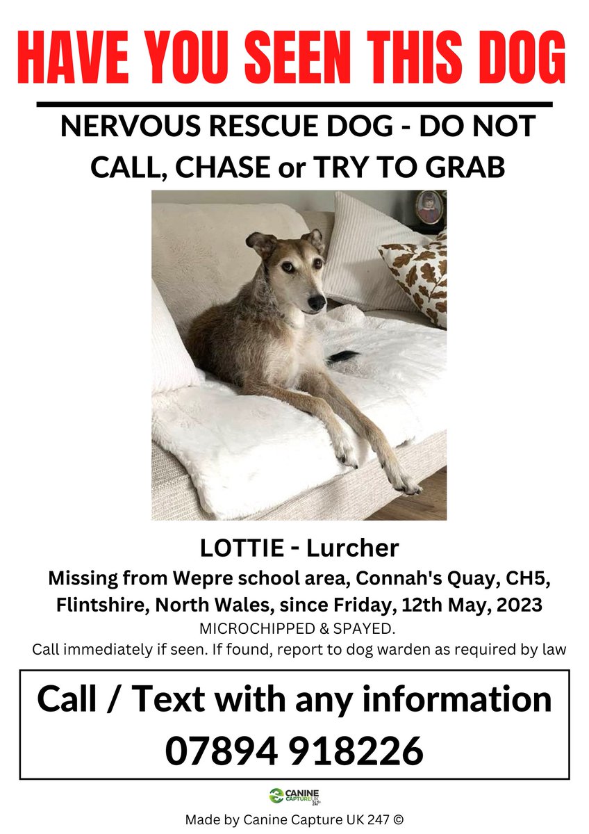uk_canine's tweet photo. 📷SIGHTINGS ONLY NEEDED - NERVOUS FORMER RESCUE DOG - #
#LOTTIE IS #MISSING from the #Wepre school area, #Connah's Quay, #CH5, #Flintshire, North Wales since Friday, 12th May, 2023.
If seen please ring the number on poster immediately.
https://t.co/xiSTrFB7vK https://t.co/LZhvOBlJKn