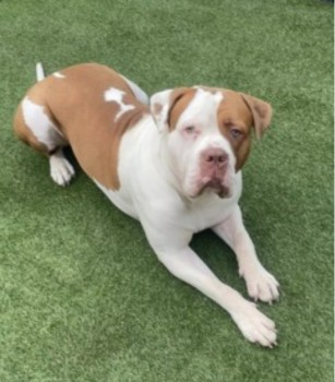 millypod1's tweet photo. ROCCO IS HOME. THANKS FOR RT's 😊🐕🐾

🆘7 MAY 2023 #Lost ROCCO #ScanMe  YOUNG American Bulldog Male Rocco is injured so will be frightened. 
Lower Ince Cemetery  #LowerInce #Wigan #GreaterManchester #WN3 https://t.co/BI55B8fGFh https://t.co/MZ1RjGCYMO