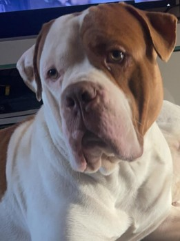 millypod1's tweet photo. ROCCO IS HOME. THANKS FOR RT's 😊🐕🐾

🆘7 MAY 2023 #Lost ROCCO #ScanMe  YOUNG American Bulldog Male Rocco is injured so will be frightened. 
Lower Ince Cemetery  #LowerInce #Wigan #GreaterManchester #WN3 https://t.co/BI55B8fGFh https://t.co/MZ1RjGCYMO