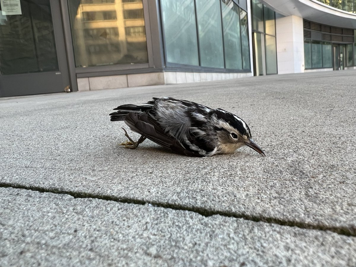 Yet another Black-and-white Warbler killed today by Circa Central Park with no repercussions for those that knowingly allow this to continue 🤬

<a href="/DOJEnvironment/">DOJ Environment and Natural Resources Division</a> <a href="/NYSDEC/">New York State Dept. of Environmental Conservation</a> <a href="/USFWSBirds/">USFWS Migratory Birds</a> 100s of birds from >42 allegedly federally protected migratory species have been killed here 😫