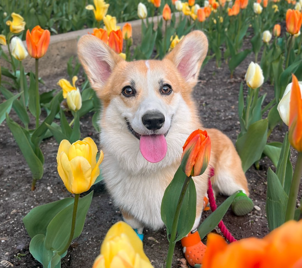 Butterfly 🦋🌷 tweet media