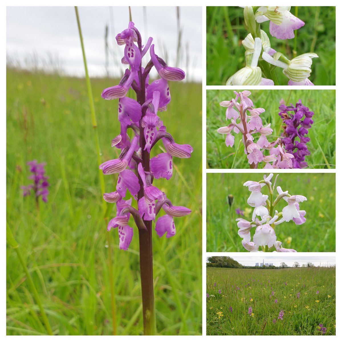 A wonderful variety of Green-winged Orchids in a @Nottswildlife meadow this morning. Just beautiful! @BSBIbotany