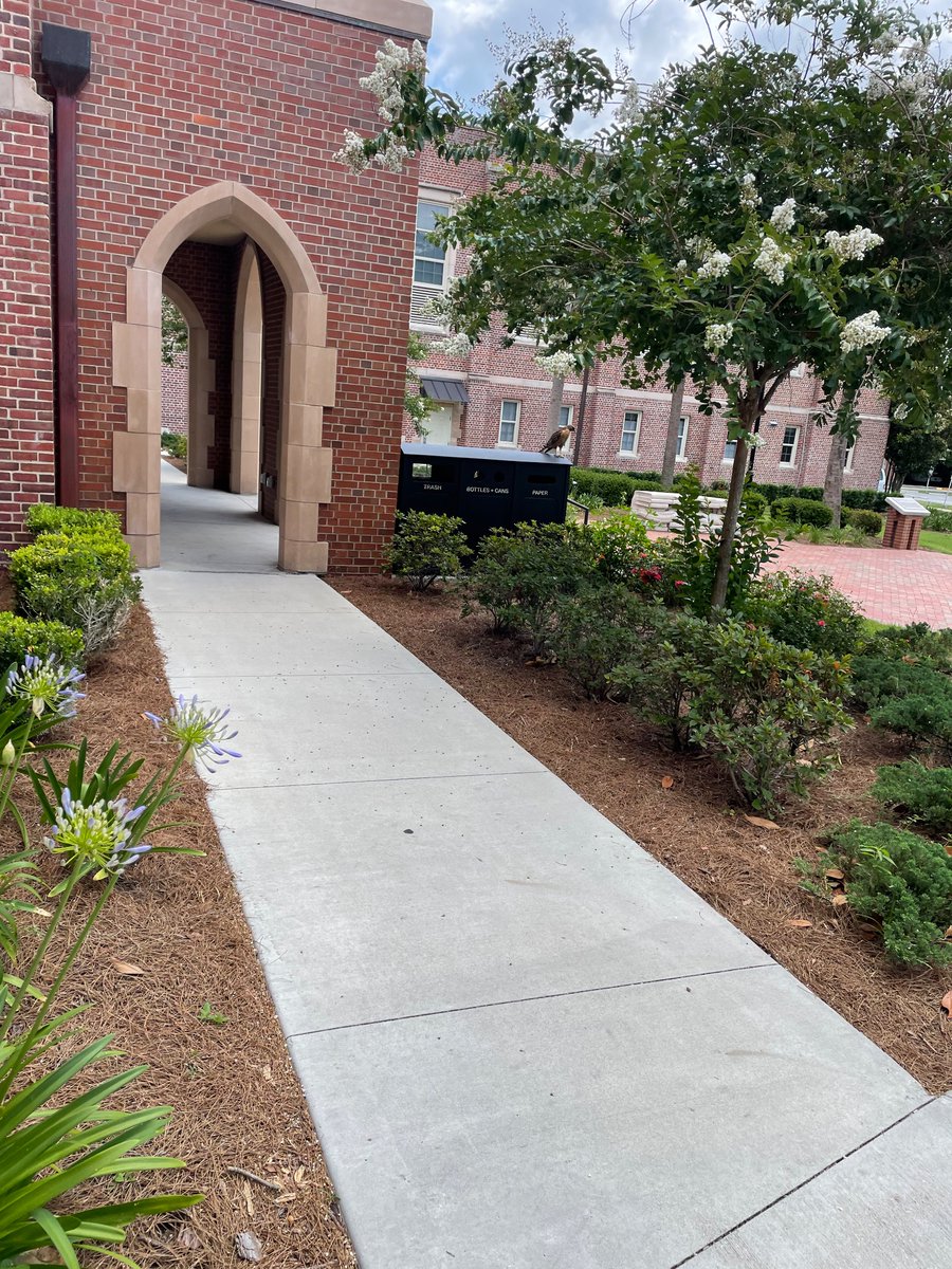 Spotted the Norman Hall hawk today.