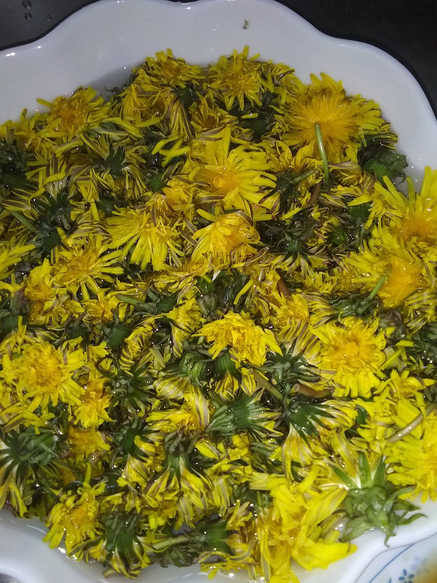 Making #DandelionHoney. 
They've brainwashed everyone into spraying toxic chemicals on the this extraordinary medicinal plant that grows everywhere. 
Luckily, I have an organic property to pick from.  I also think they're pretty and great for bees. 
Hard metal detox btw.