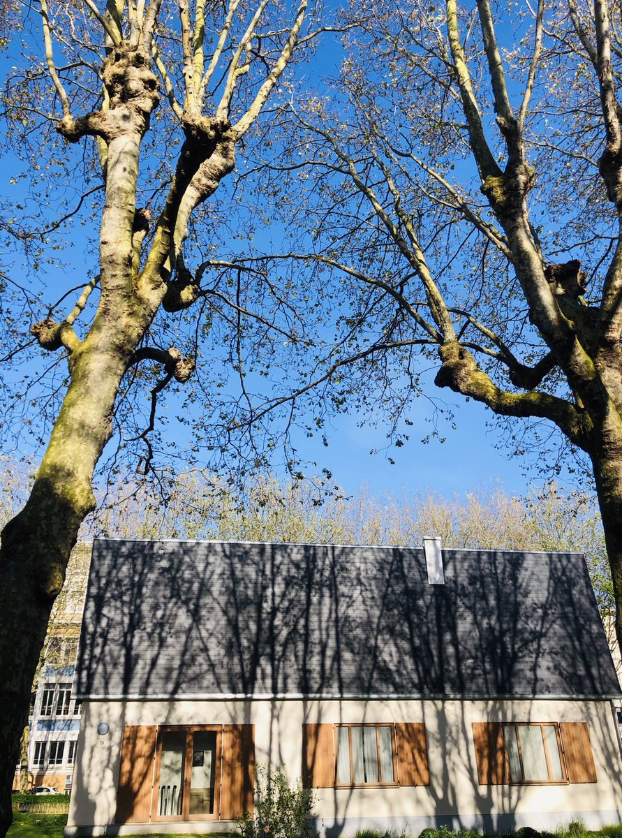 LHsansfiltre's tweet photo. La Norrow House V2 d’Erwim Würm dans le Square Erignac new look récemment re ouvert. Sûrement plus que sa V2 lui 🤣
#squareerignac #narrowhouse #uneteauhavre #lehavresansfiltre #trees #arbres #ombres #zebrures
#forêt #presque
#lhqjm #normandy #normandie https://t.co/VveQ3cQNcE
