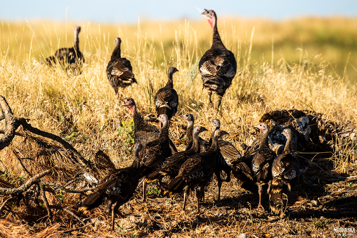 Through a new study, UNL researchers seek to understand wild turkey populations across Nebraska, including survival and harvest rates and resource selection.

Listen to Hunt Nebraska talk about it here: fal.cn/3yd5k

📷: <a href="/NEBland_haag/">Justin Haag, NGPC</a>