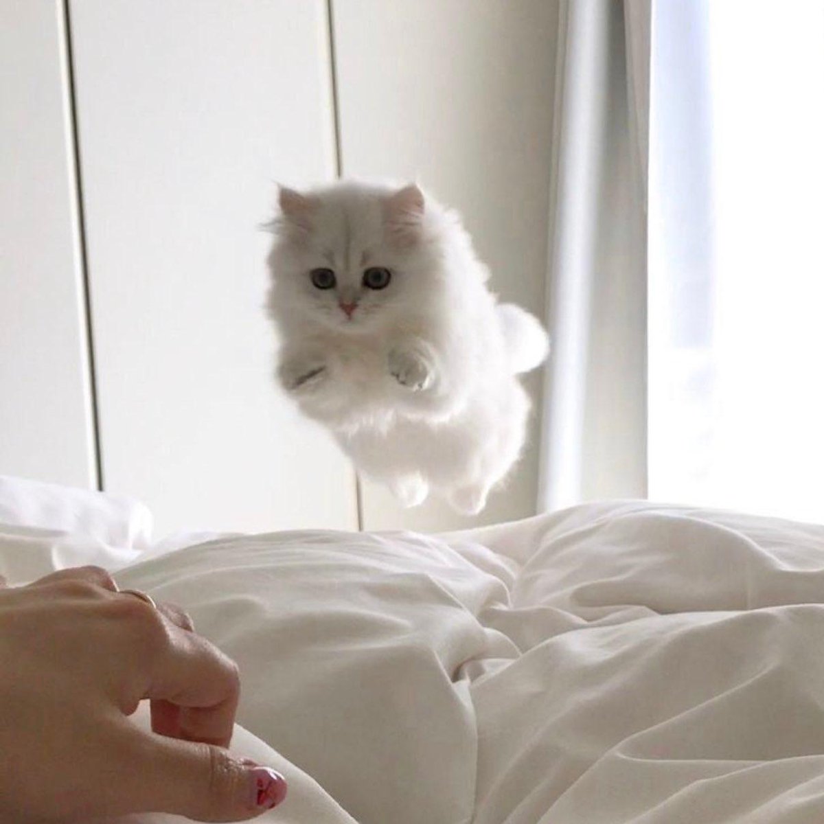 contents that ll heal your depression 🌻 (@catshealdeprsn) on Twitter photo 