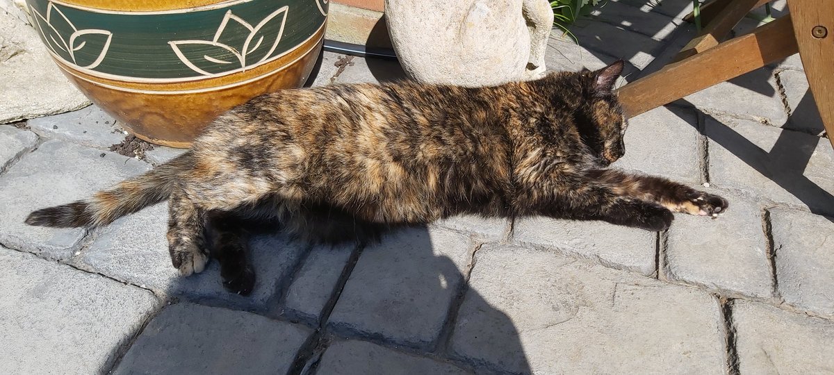 Wildman (@wildman51345345) on Twitter photo 