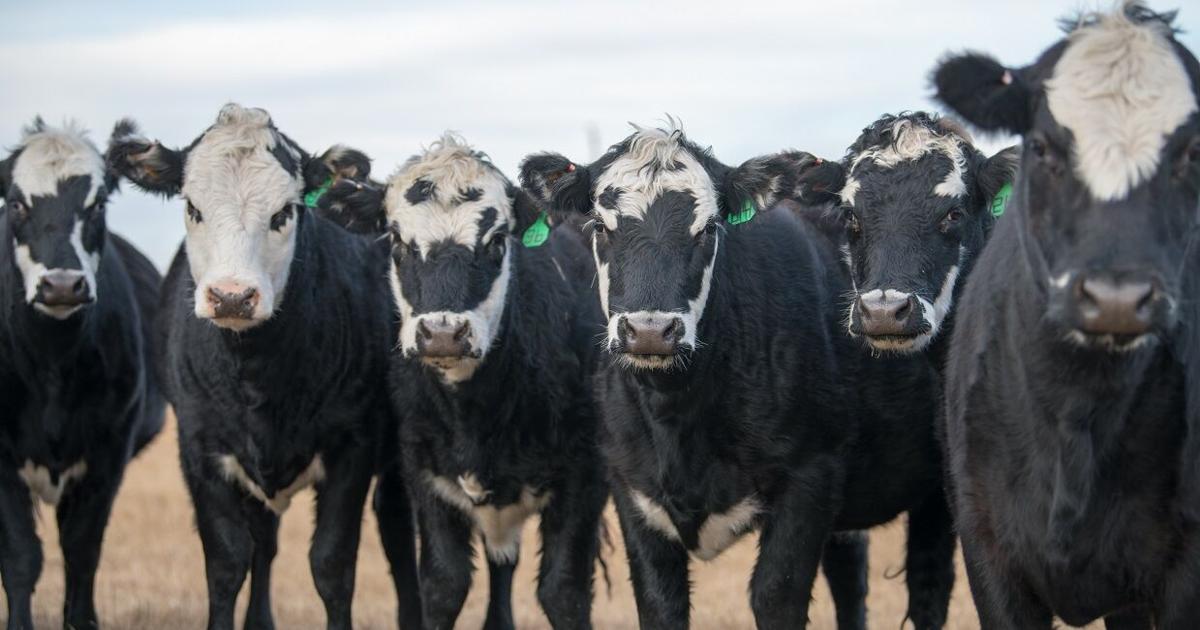 feedlotmagazine's tweet photo. Research conducted by the University of Nebraska has shown that feeding a mixture of #WDG and ground cornstalks in a 30/70 ratio (#drymatter basis) replaced grazed #grass on approximately a 1:1 basis. #stockingrate
https://t.co/knIVyWorN0 https://t.co/Q2JGTUQxPl