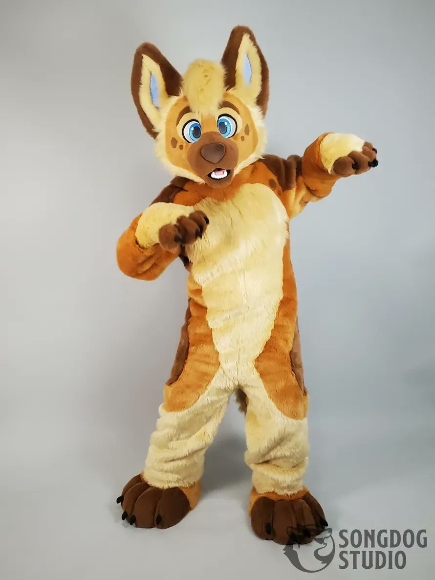 SongdogStudio's tweet photo. This cute pup is named South! ✨ I especially love his head shape and how friendly and bright he looks! 

If you are at FWA this weekend and you see this doggo please say hi to him :)

The model is much smaller than the owner.
#fursuitfriday #fursuit #shepard #fursuitmaker https://t.co/CjRjb0Sklw
