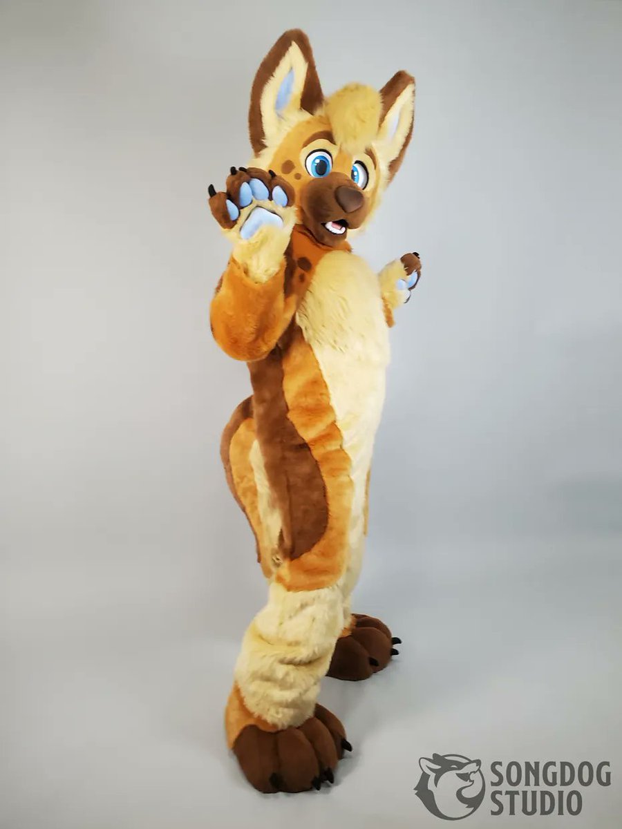 SongdogStudio's tweet photo. This cute pup is named South! ✨ I especially love his head shape and how friendly and bright he looks! 

If you are at FWA this weekend and you see this doggo please say hi to him :)

The model is much smaller than the owner.
#fursuitfriday #fursuit #shepard #fursuitmaker https://t.co/CjRjb0Sklw