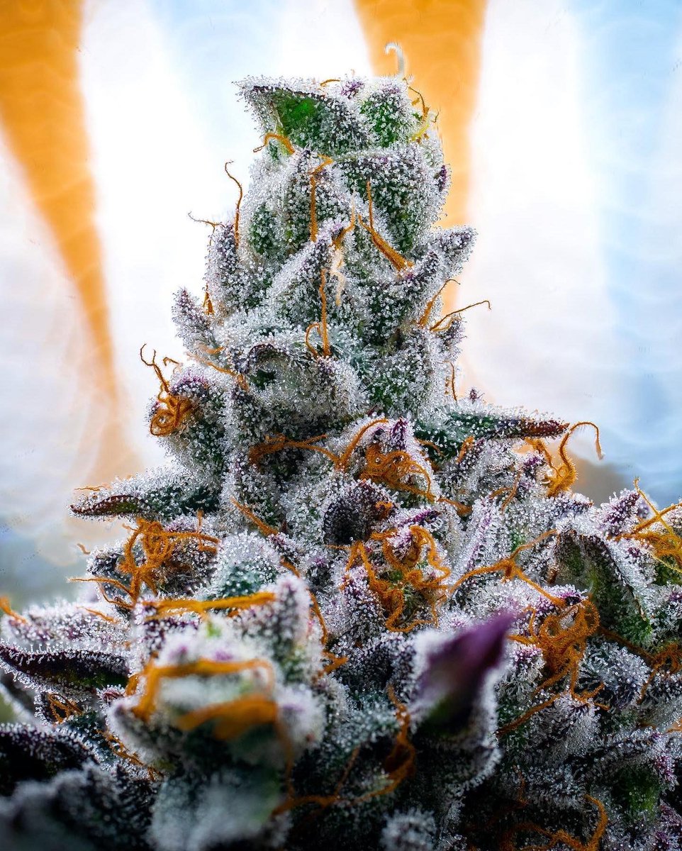 Herb Approach tweet media