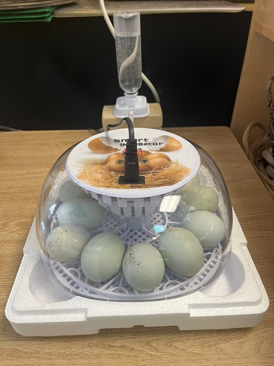 BrechinBobcats's tweet image. Duck eggs and plants are growing in kindergarten! We are learning about life cycles. @SCDSBProgram