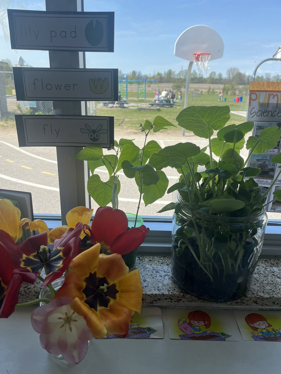Brechin Bobcats (@brechinbobcats) on Twitter photo Duck eggs and plants are growing in kindergarten! We are learning about life cycles. <a href="/SCDSBProgram/">SCDSB Student Achievement</a> Duck eggs and plants are growing in kindergarten! We are learning about life cycles. <a href="/SCDSBProgram/">SCDSB Student Achievement</a>
