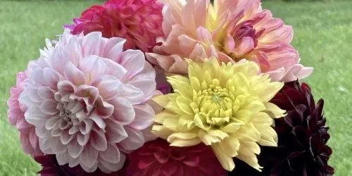 FluxingWell's tweet photo. Learn how to divide and plant #dahlias in the spring. https://t.co/UcnL2PWJlH #gardeners #garden #gardening #GardeningTwitter #GardenersWorld #bloggersrt_ #blogmebuddy #LittleBlogRT @TheBloggerGals @LovingBlogs @TheBloggersPost #allthoseblogs https://t.co/AuC310Is3B