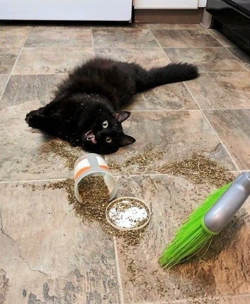 Dont Show Your Cat tweet media