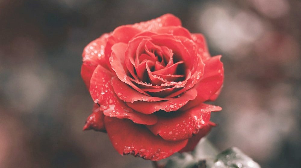 Loooreleii_'s tweet photo. The second chapter of my KhathaDome magical flower shop AU "Reborn from Depths" is now up! 👉🏽 https://t.co/j19z6Ka836
#KhathaDome #MidnightMuseum #MidnightMuseumS2 https://t.co/TQPaHw976l