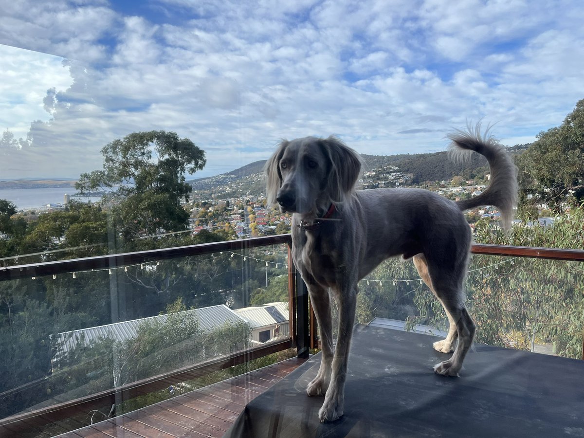 the discourses of cecil tweet media