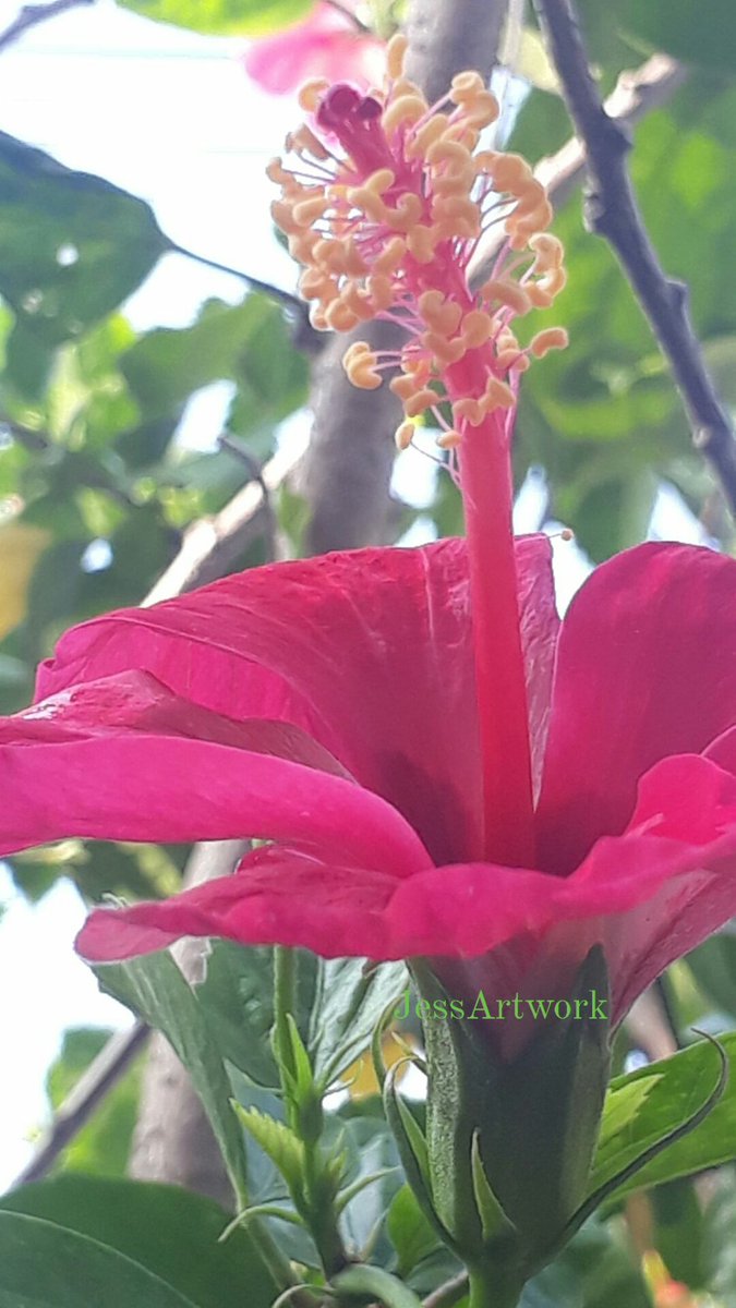 Happy weekend everyone!!!
Good morning!!!
#PhotographyIsArt #HibiscusBeauty
#MyGarden #CollectionsOfHibiscus
#ELYUwith❤