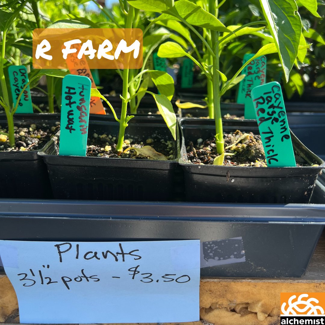 Check out R Farm and use your EBT and/or Market Match vouchers to purchase some amazing herbs, seedlings, and much more!
#FarmersFriday #MarketMatch #EBT #Sacramento