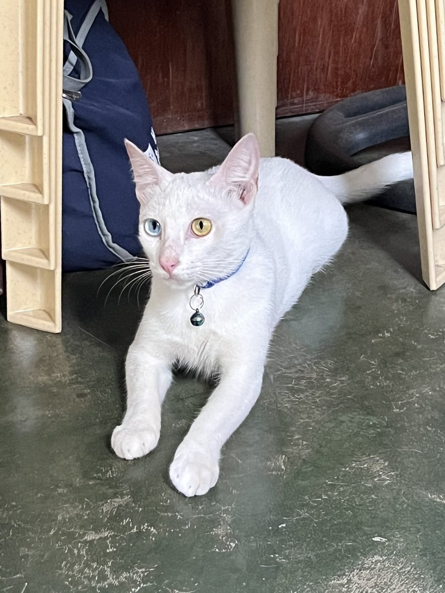 xxjudee's tweet photo. sobbing rn bc you left me alone, i love how u gave me comfort everytime di ako okay i just go to you and hug u, but this time wala na wala nay mag give ug comfort sakoa idk but ive been crying nonstop losing a cat like you feels like i lost another — https://t.co/z5O261aPIY