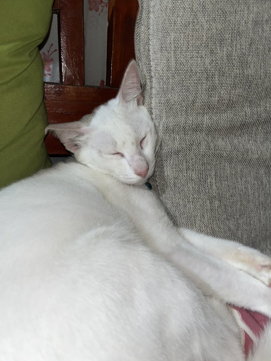 xxjudee's tweet photo. sobbing rn bc you left me alone, i love how u gave me comfort everytime di ako okay i just go to you and hug u, but this time wala na wala nay mag give ug comfort sakoa idk but ive been crying nonstop losing a cat like you feels like i lost another — https://t.co/z5O261aPIY
