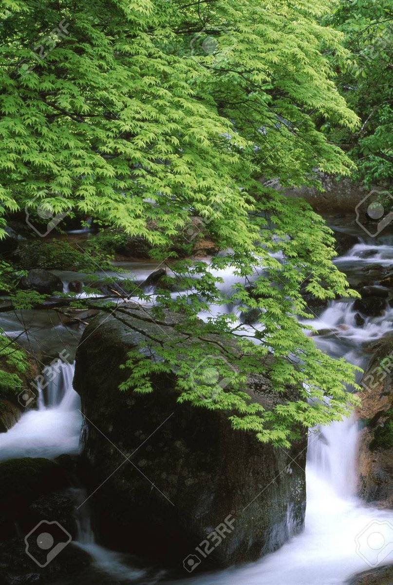 velvia100's tweet photo. Ravine of fresh green
https://t.co/seaTZmlwqY
#Spring #freshgreen #maple #Youngleaf #leaf #valley #mountainstream #clearstream #river #water #tree #rock #green #nature #landscape #Japan https://t.co/4mWGCTeP2p