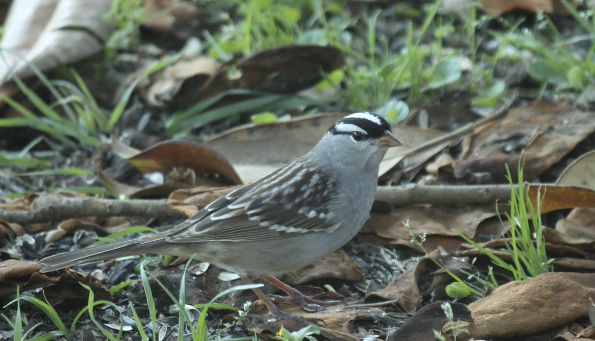 Mark Nau (@mark_nau) on Twitter photo 