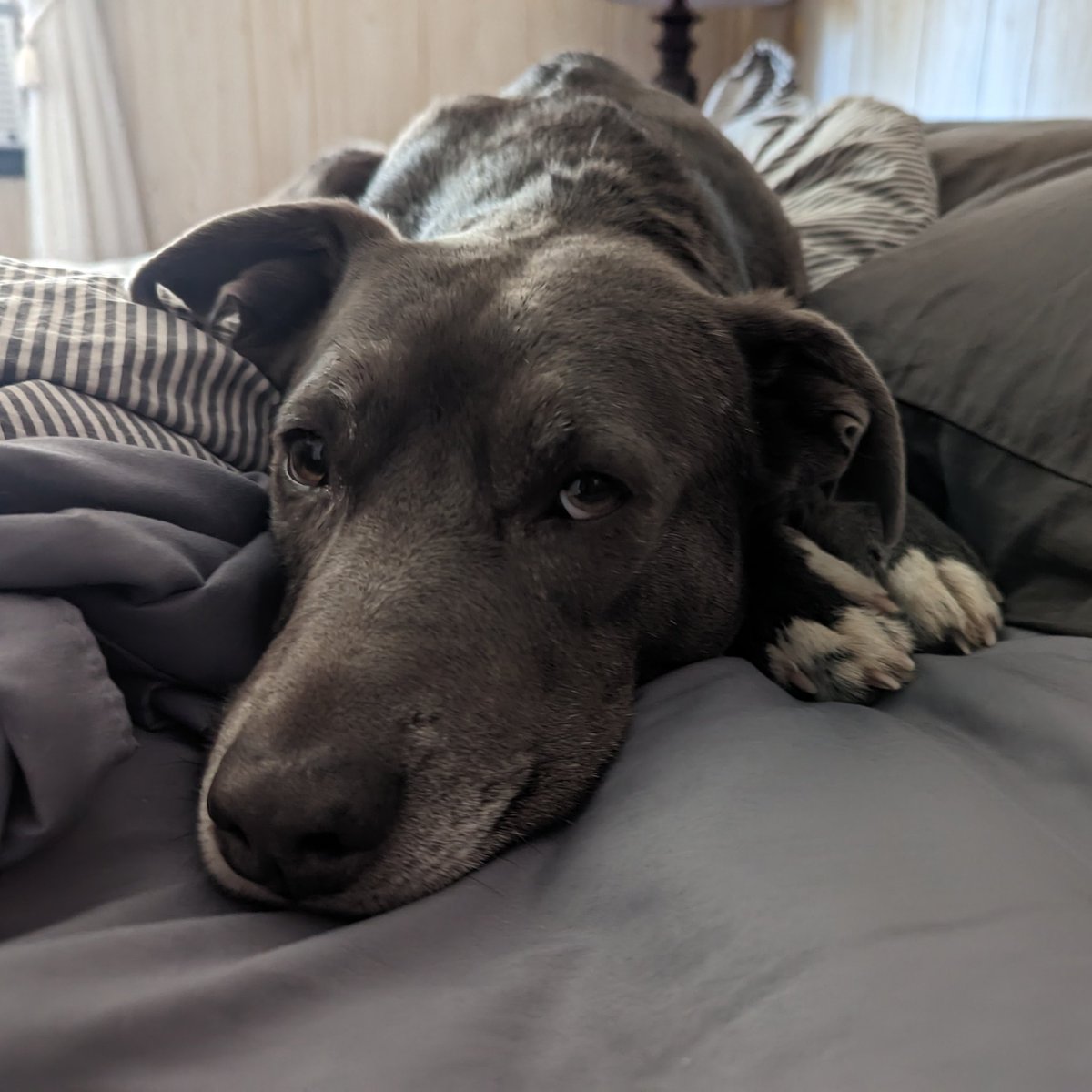 Tami_nator's tweet photo. @bunsenbernerbmd Ollie, otherwise known as Ollie Bear is what we call our goblin, squirrel, cat, dog and after some time on the streets he now lives happily with us on two acres and full access to our bed, laps, and hearts. https://t.co/f4QbF3cicy