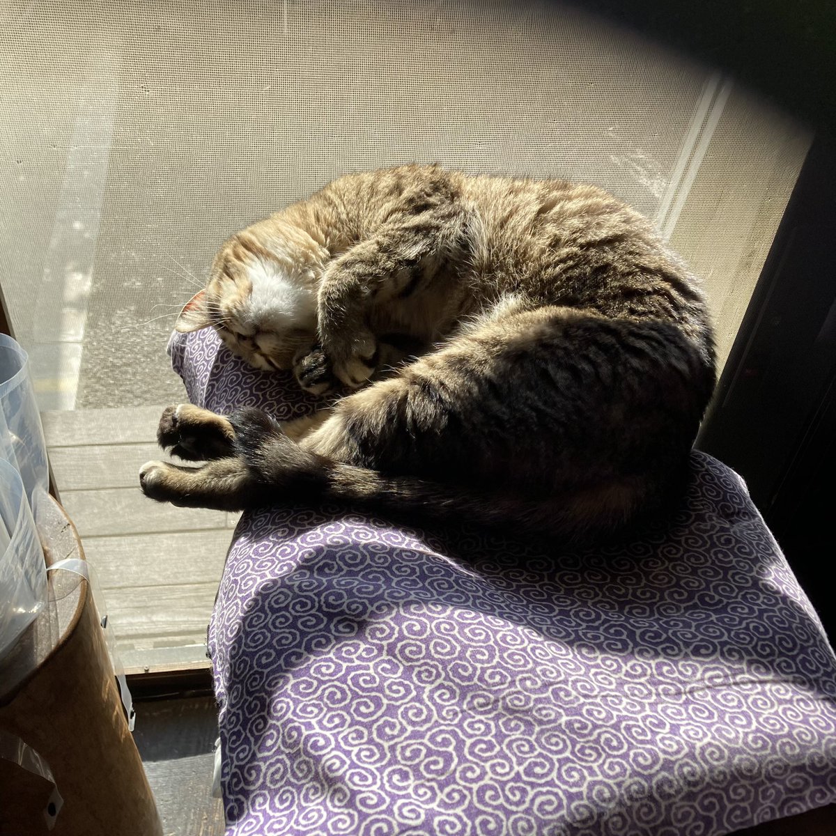 ohamaudon's tweet image. 昨日に続き気持ちの良い朝を迎えたぐりちゃんの可愛い寝顔あげときます😽
本日17:00迄オールで開店してますが、夜営業はお休みです🙇‍♀️
#保護ねこ #看板ねこ