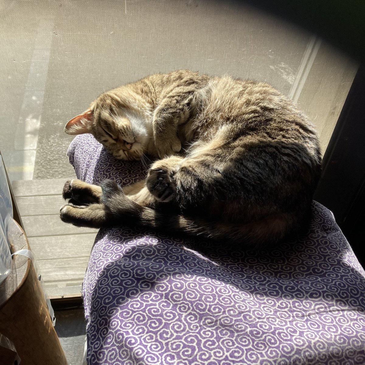 ohamaudon's tweet image. 昨日に続き気持ちの良い朝を迎えたぐりちゃんの可愛い寝顔あげときます😽
本日17:00迄オールで開店してますが、夜営業はお休みです🙇‍♀️
#保護ねこ #看板ねこ