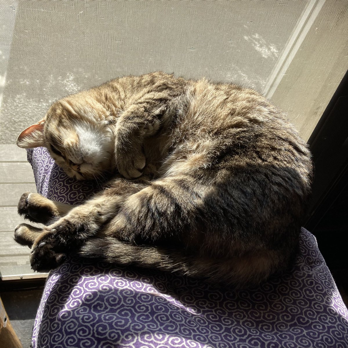 ohamaudon's tweet image. 昨日に続き気持ちの良い朝を迎えたぐりちゃんの可愛い寝顔あげときます😽
本日17:00迄オールで開店してますが、夜営業はお休みです🙇‍♀️
#保護ねこ #看板ねこ