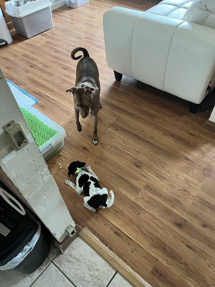 Cocoa and Bobby Ray are getting along better than I hoped. Now both are sleeping while I watch a movie 😊