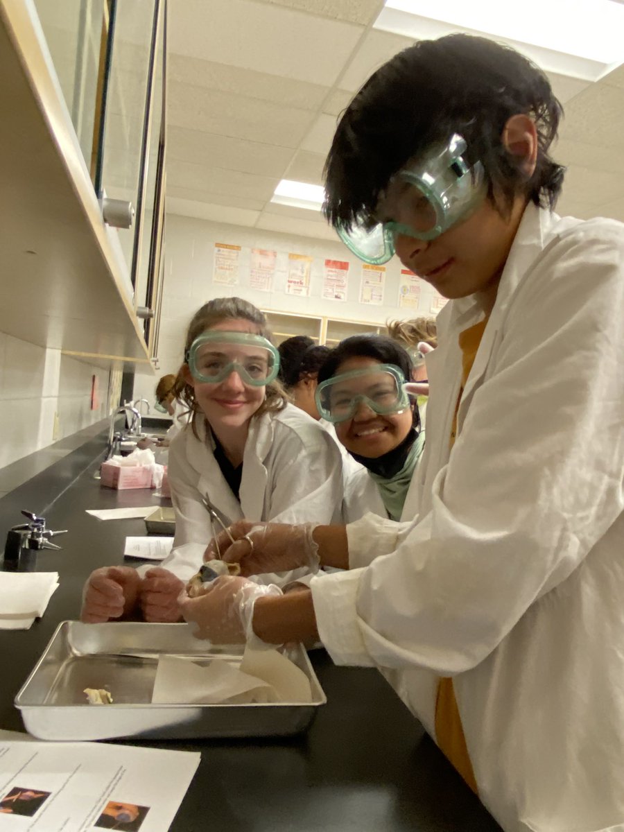 SVDP_CCSD's tweet photo. Grade 8 students busy today dissecting horse eyes. Eye didn’t see that coming.  O that joke is so cornea! https://t.co/IFsHwhZ7U0