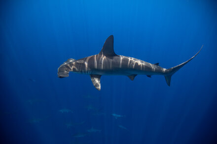 "How Deep-Diving Sharks Stay Warm Will Take Your Breath Away"  via NYT ift.tt/0i9J5I1  #Science #NYT