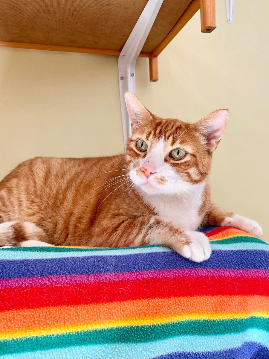 BOW_VALLEY_SPCA's tweet photo. Hi, I'm Tiri! I'm a laid back and mellow guy who is searching for a new home after my owner very sadly passed away. I was actually originally adopted out from the BVSPCA, but it was a while ago so this place is still quite new to me and I'm adjustin… https://t.co/MoBnNrA92k https://t.co/MLmcCvzPnk