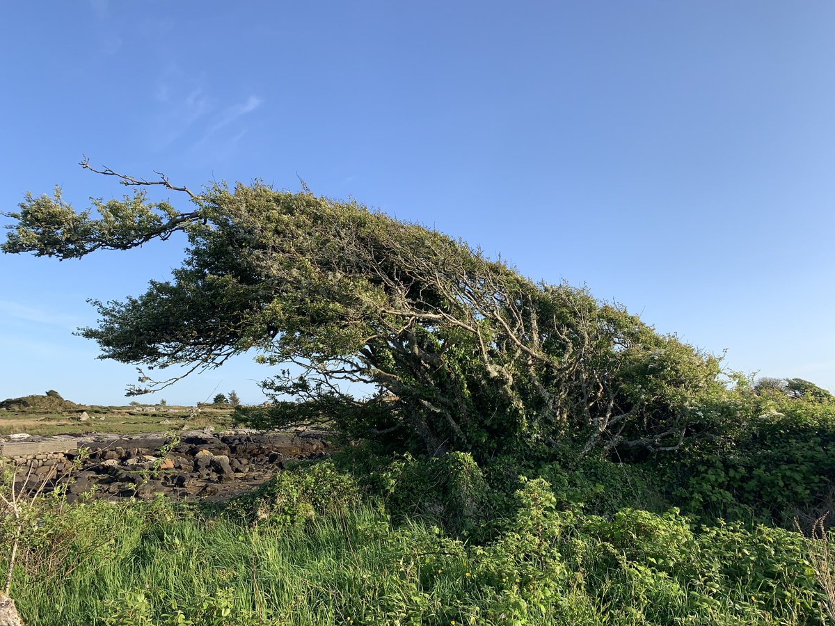 Connemara cyclist tweet media