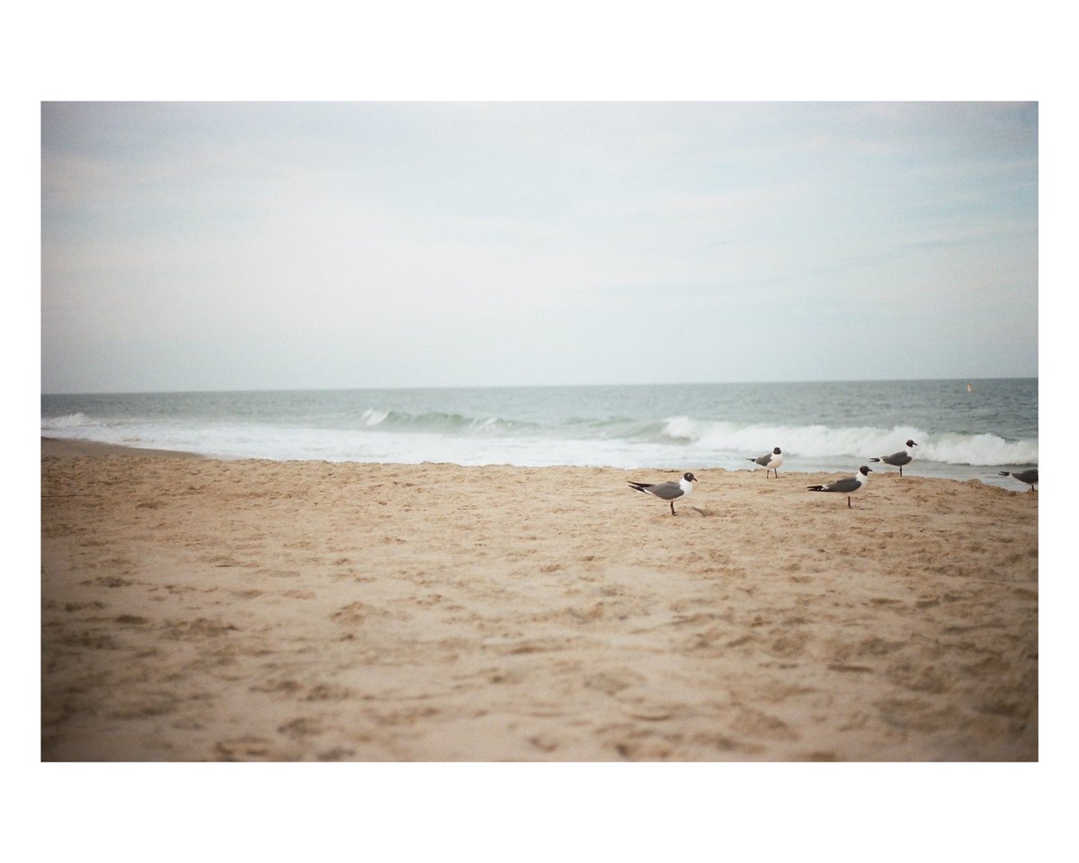 titaniumvisuals's tweet image. the beach
(canon ae 1 + portra 400)