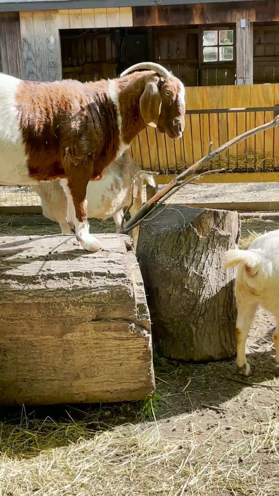 Queens Zoo on Twitter "That feeling when you find the perfect branch