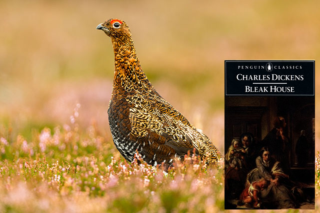 missus_gumby's tweet photo. Bleak Grouse #AnimalsInBooks https://t.co/4qlXxtOv16