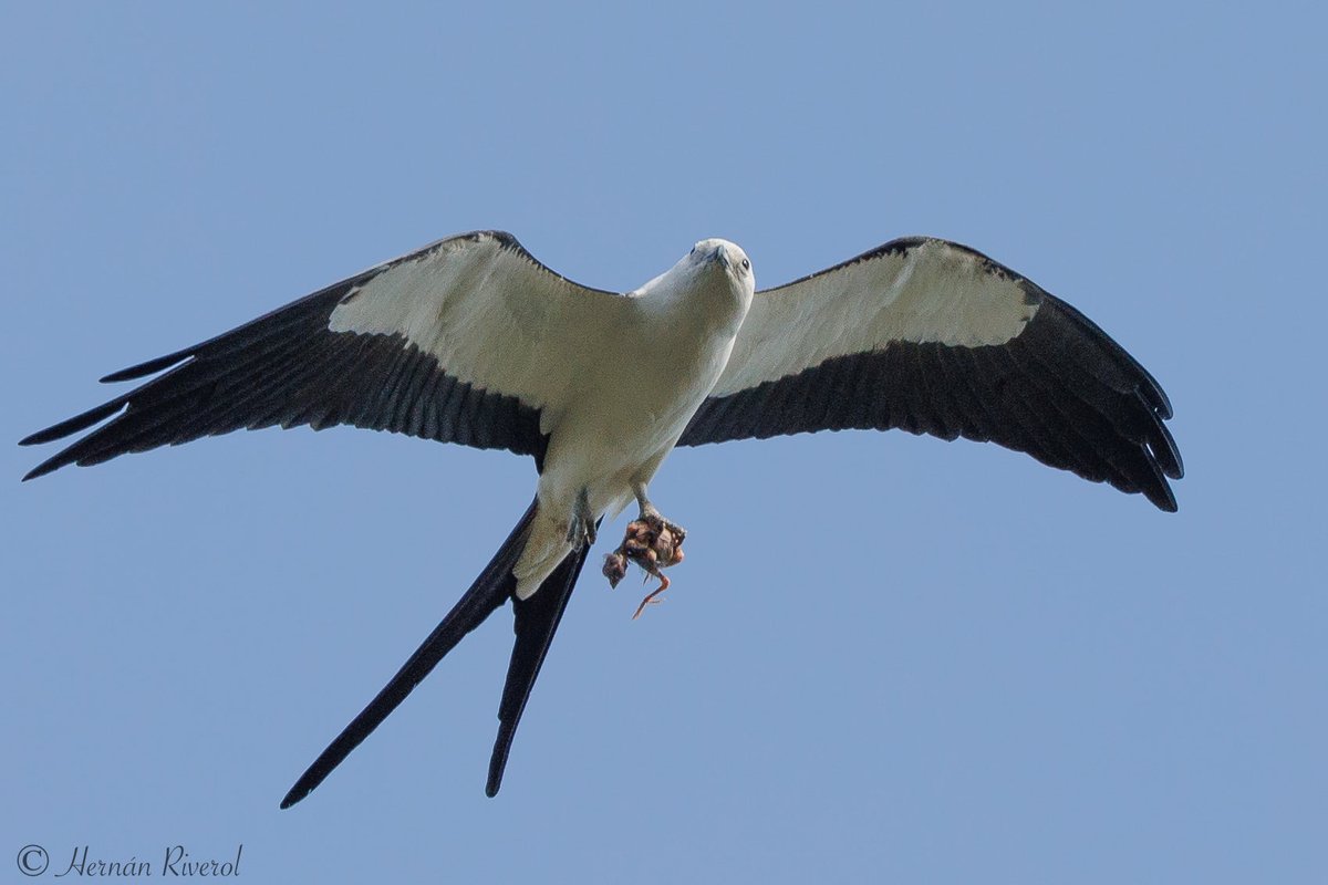 A Swallow-tailed Kite carrying its prey, or its young.  Miami, FL., USA. May 2023.

#BirdsOfBelize #BirdsSeenIn2023 #birds #birding #birdphotography #birdwatcher #BirdTwitter #TwitterNatureCommunity #NaturePhotography #BirdsOfTwitter #BBCWildlifePOTD #CanonFavPic #birdsofprey