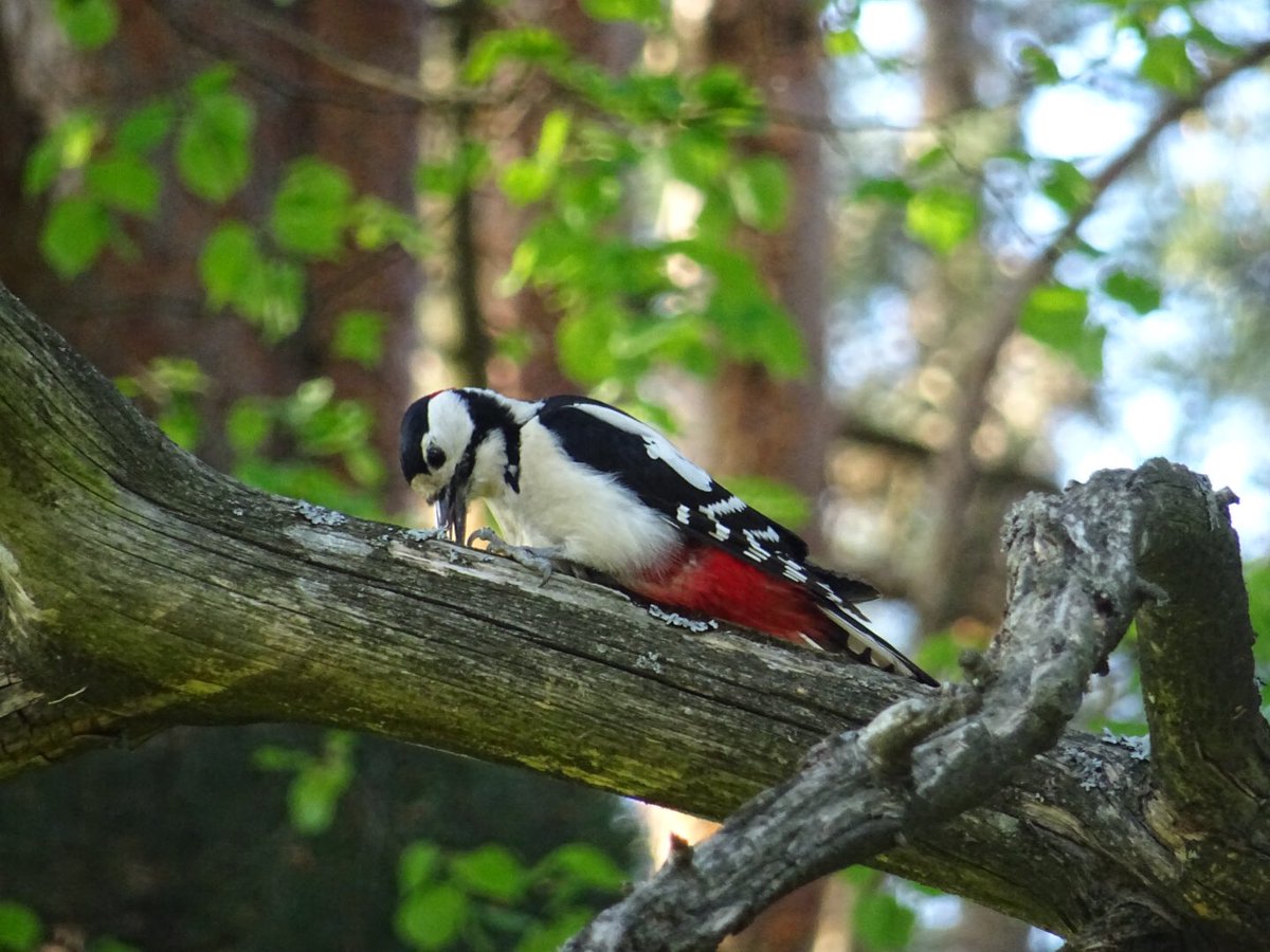 MMeistere's tweet image. #maijs #pavasaris #sigulda