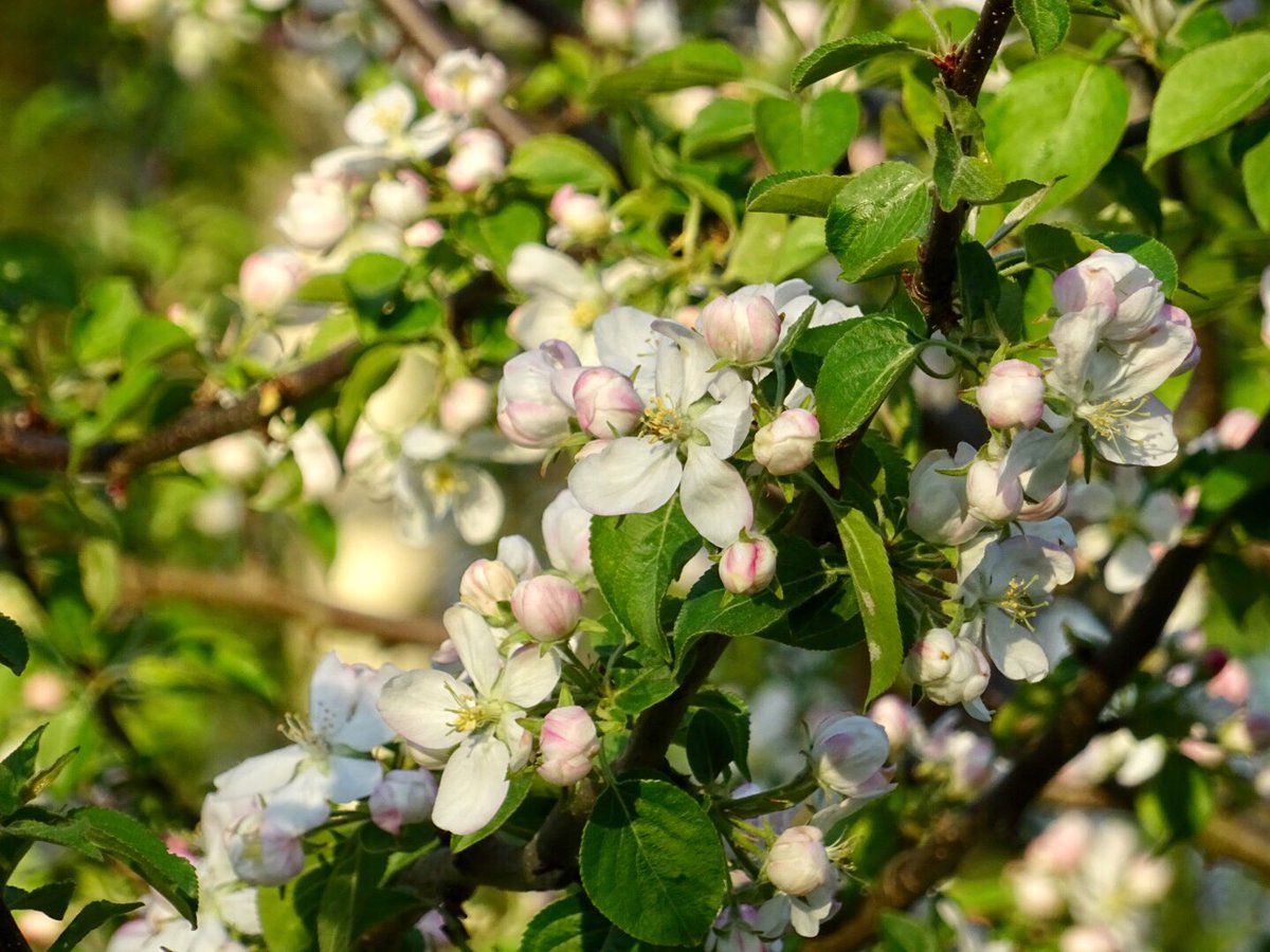 MMeistere's tweet image. #maijs #pavasaris #sigulda